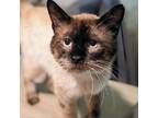 Adopt Liam a White (Mostly) Siamese / Mixed cat in Brighton, MO (38414969)
