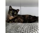 Adopt Opal a Domestic Shorthair / Mixed cat in Port Washington, NY (38208428)