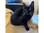 Adopt Scarlett a All Black Domestic Shorthair / Mixed cat in Port Washington