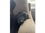 Adopt Kona a Black Labrador Retriever