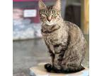 Adopt Debbie a Domestic Short Hair