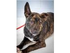 Adopt Tina a Plott Hound, Shepherd