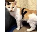 Adopt Yuki a Domestic Short Hair