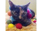 Adopt Opal (LF-fostered in TN) a Tortoiseshell, Tabby