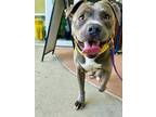 Adopt BUNNY a American Staffordshire Terrier, Mixed Breed