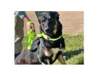 Adopt Merilyn M 23D-0225 a German Shepherd Dog