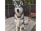 Adopt Koda- *Sweetheart a Husky