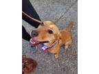 Adopt Eris a Terrier, Labrador Retriever