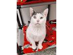 Adopt Sprite a Domestic Short Hair