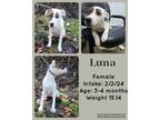 Adopt Luna a American Staffordshire Terrier