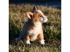 Pembroke Welsh Corgi Puppy for sale in Strasburg, OH, USA