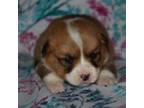Pembroke Welsh Corgi Puppy for sale in Strasburg, OH, USA