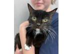 Adopt Dolly a Domestic Short Hair