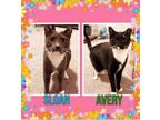 Adopt Avery and Sloan a American Shorthair, Domestic Short Hair