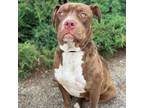 Adopt Nora a Staffordshire Bull Terrier