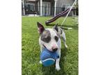 Adopt Wonder a Staffordshire Bull Terrier