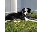 Adopt Roo a Australian Shepherd