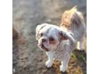 Adopt Coco a Shih Tzu