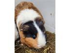 Adopt RIZZO a Guinea Pig