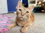 Adopt Coral a Tabby