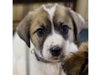 Adopt Betty a Great Pyrenees, Anatolian Shepherd