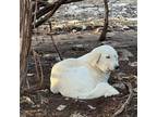 Adopt Mistletoe a Great Pyrenees, Anatolian Shepherd