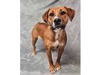 Adopt Vesper *foster needed* a Boxer, Black Mouth Cur