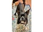 Adopt Jewel a Boston Terrier