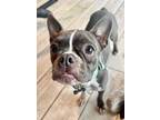 Adopt Indigo a Boston Terrier