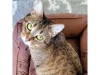 Adopt Miss Rocky a Domestic Short Hair