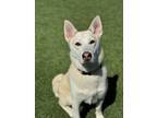 Adopt Jessie a Siberian Husky, Mixed Breed