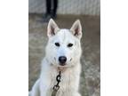 Adopt Kelly a Siberian Husky, Mixed Breed