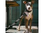 Adopt Starla a Doberman Pinscher, Terrier