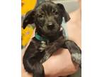 Adopt Ima Save Money a Labrador Retriever, Australian Cattle Dog / Blue Heeler