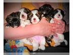 Shih Tzu PUPPY FOR SALE ADN-762709 - Shih Tzu puppies