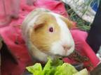 Adopt Pancake a Guinea Pig