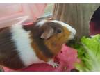 Adopt Sofie a Guinea Pig