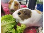 Adopt Mocha a Guinea Pig