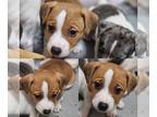 Jack Russell Terrier PUPPY FOR SALE ADN-762328 - Jack Russell Female 3