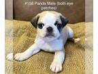Pug PUPPY FOR SALE ADN-762566 - Pug puppies
