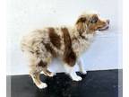 Miniature Australian Shepherd PUPPY FOR SALE ADN-762583 - Purebred Miniature