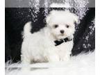 Maltese PUPPY FOR SALE ADN-762410 - Hush Puppy Maltese