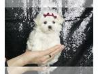 Maltese PUPPY FOR SALE ADN-762411 - Glitter Girl Maltese