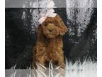 Poodle (Toy) PUPPY FOR SALE ADN-762529 - Kit Kat AKC