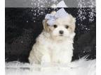 Maltipoo PUPPY FOR SALE ADN-762568 - Basha Baby Maltipoo