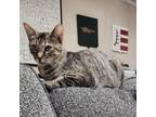 Adopt Jadzia Dax a Domestic Short Hair