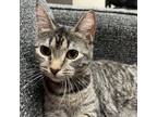 Adopt Alice Abernathy a Domestic Short Hair