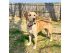 Adopt Barbie Millicent a Anatolian Shepherd