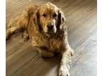 Golden Retriever PUPPY FOR SALE ADN-762680 - 3 year old fixed AKC register Goden
