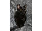 Adopt Licorice a Domestic Short Hair